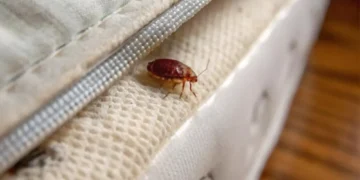 Can Bed Bugs Travel From One Apartment To Another