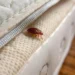 Can Bed Bugs Travel From One Apartment To Another