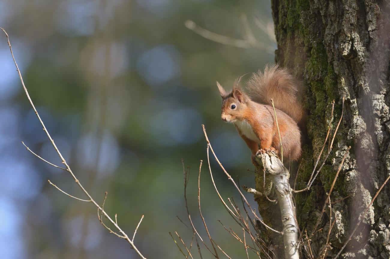 How Far Do Squirrels Travel: Unraveling The Secrets Of Their Journeys ...