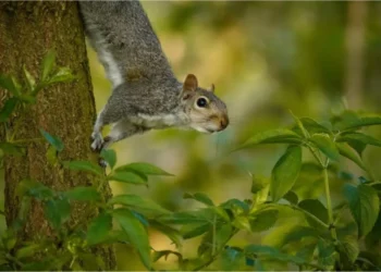 How Far Do Squirrels Travel Unraveling The Secrets Of Their Journeys