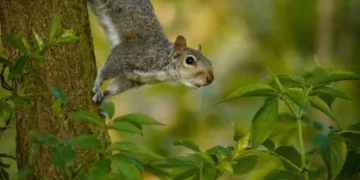 How Far Do Squirrels Travel Unraveling The Secrets Of Their Journeys