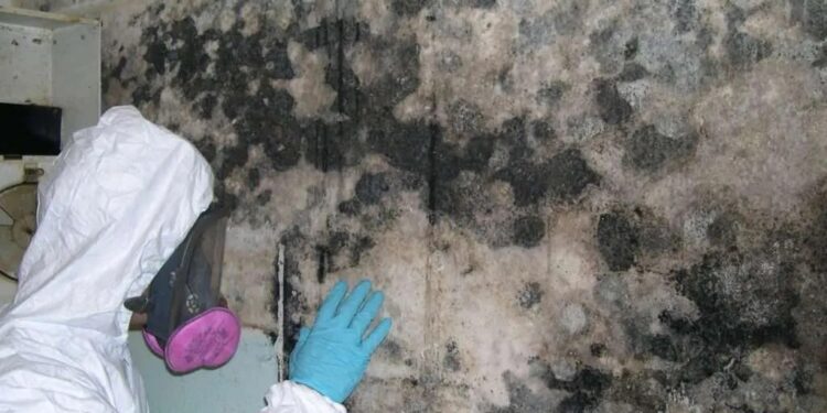 How To Start A Mold Remediation Business