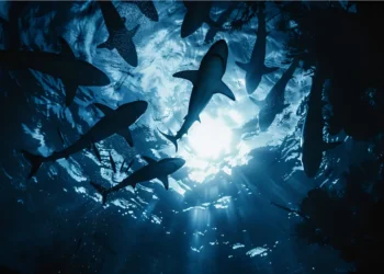 sharks travel in groups