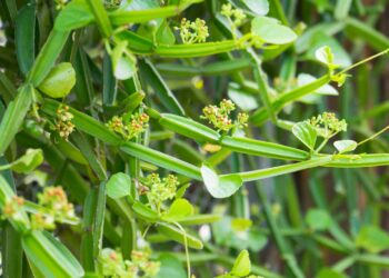 Is Pirandai Good for Health Best In 2025